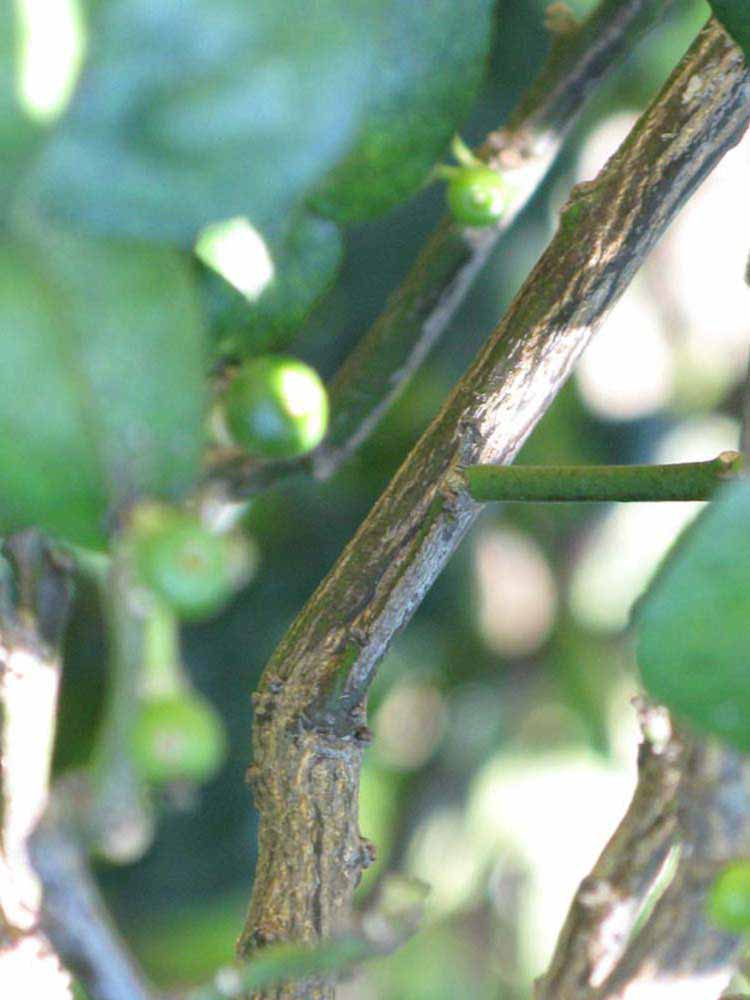                 Second   - third year twig (Kaffir, Winter Haven, FL)       